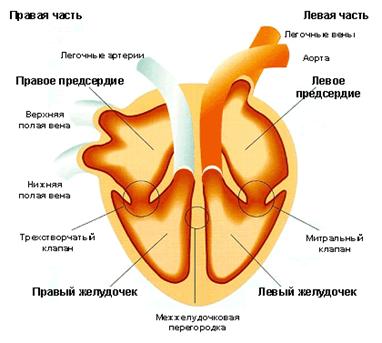 C:\Users\sansim\Desktop\Таня\ОЛМЕД\Кардиология\i_01_01_03.gif